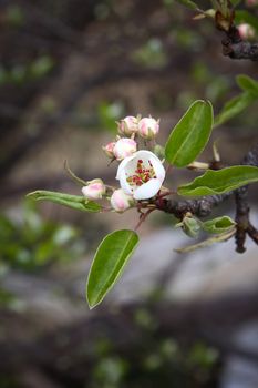 An image of some nice apple blossoms