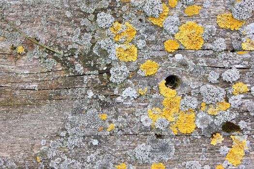 A photography of a wood background with lichen