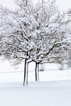 An image of a nice winter trees