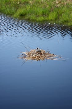 An image of a Coot in its nest on the water