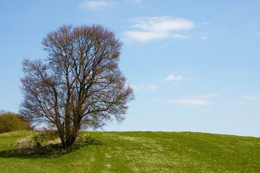 An image of a leafless bush in the green meadow
