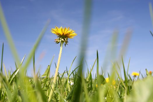An image of a sweet dandelion in the green meadow