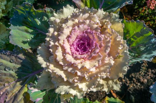 White decorative kale flower with saturated pink core and veiny dark green leaves blooming in spring. Water droplets on the spread over the plant in morning light