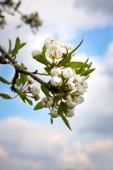 An image of some nice pear blossoms
