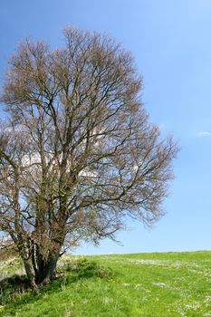 An image of a leafless bush in the green meadow