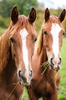 A photography of two brown horse standing