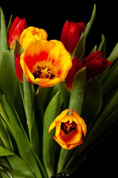 An image of some tulip flowers on black background