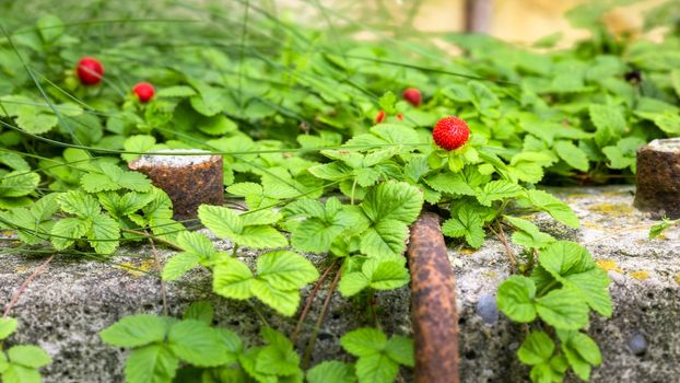 An image of some wild strawberries in the garden