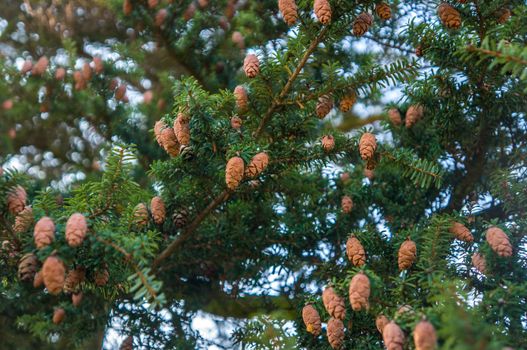 North Amrican eastern hemlock "Tsuga canadensis" fir tree in bright sunlight. Vibrant greens and soft warm browns for a romantic and simple concept.