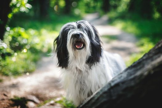 Tibetan terrier dog with a curious look and open mouth sitting on road between  trees in forest, selective focus