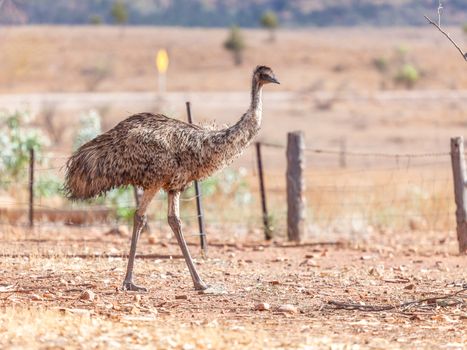 An image of an Emu Bird in Australia