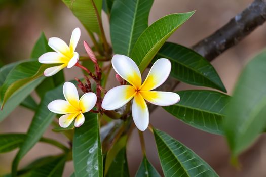 An image of a white and yellow frangipani flower