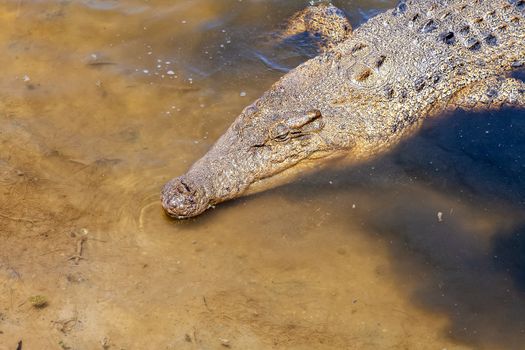 An image of a big australian crocodile