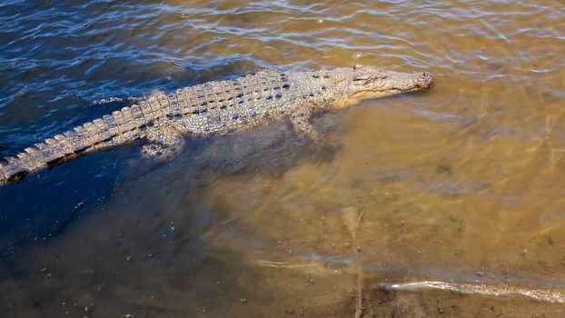 An image of a big australian crocodile