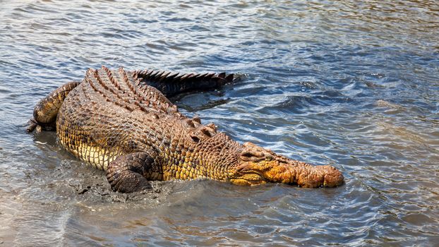 An image of a big australian crocodile