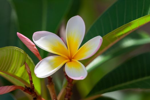 An image of a white and yellow frangipani flower