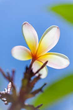 An image of a white and yellow frangipani flower