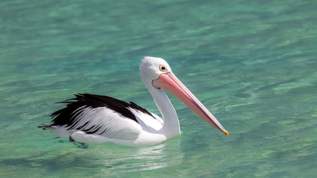 An image of a nice pelican in the australian sea