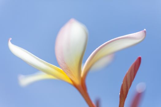 An image of a white and yellow frangipani flower