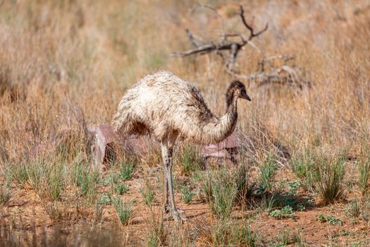 An image of an Emu Bird in Australia