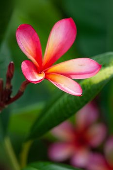 An image of a pink frangipani flower