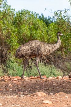 An image of an Emu Bird in Australia