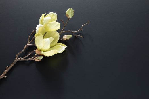 An image of a magnolia flowers on a black background with space for your message