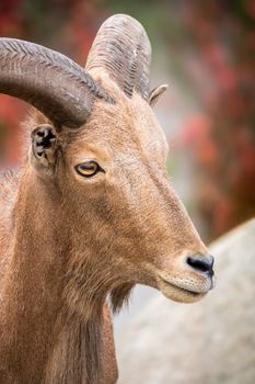 An image of a beautiful male capricorn portrait