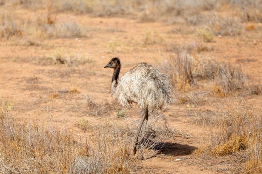 An image of an Emu Bird in Australia