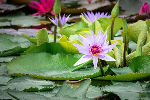 An image of a beautiful purple water lily in the garden pond