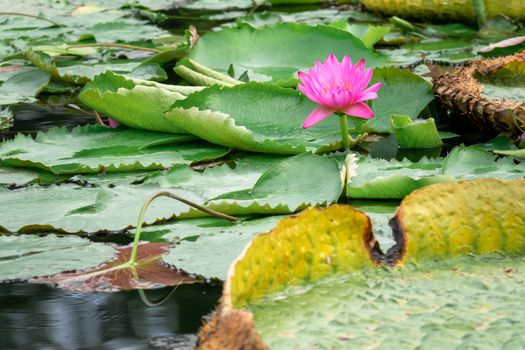 An image of a beautiful pink water lily in the garden pond