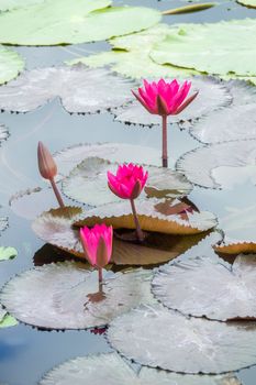 An image of a beautiful pink water lily in the garden pond