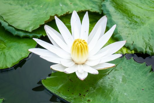 An image of a beautiful white water lily in the garden pond