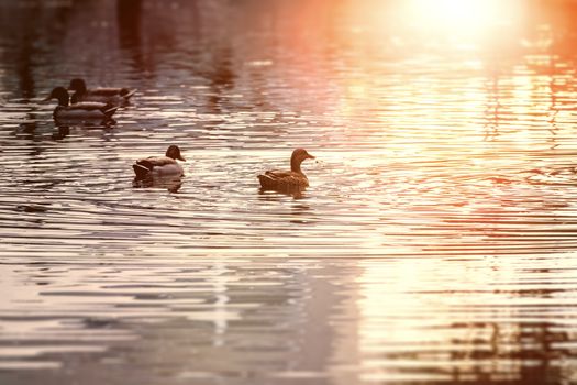 An image of ducks in a pond at sunset
