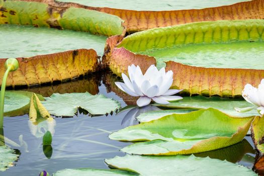 An image of a beautiful white water lily in the garden pond