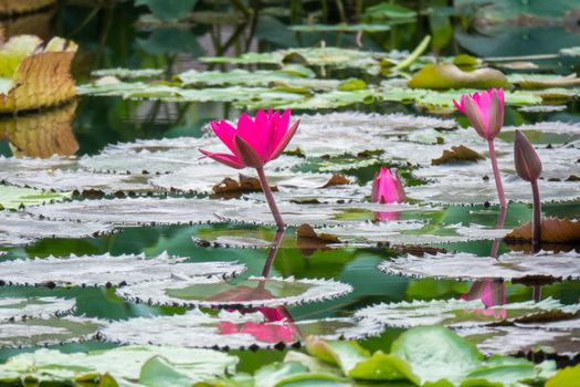 An image of a beautiful pink water lily in the garden pond