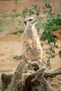 An image of a watching beautiful typical meercat