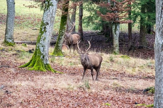 An image of a stag in the forest