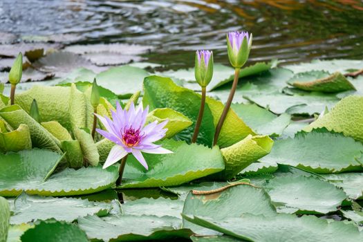 An image of a beautiful purple water lily in the garden pond