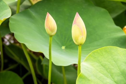 An image of a beautiful lotus flower blossom in the garden pond