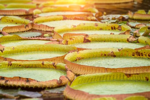 An image of some water lilies leafs in a pond