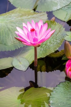 An image of a beautiful pink water lily in the garden pond