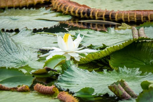 An image of a beautiful white water lily in the garden pond