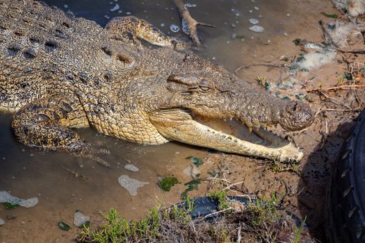 An image of a big australian crocodile