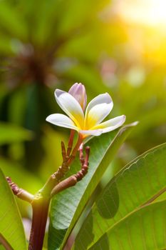 An image of a white and yellow frangipani flower