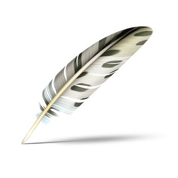 An illustration of a beautiful feather with shadow on white