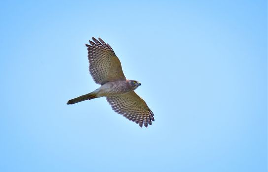 The shikra is a small bird of prey in the family Accipitridae found widely distributed in Asia and Africa where it is also called the little banded goshawk.