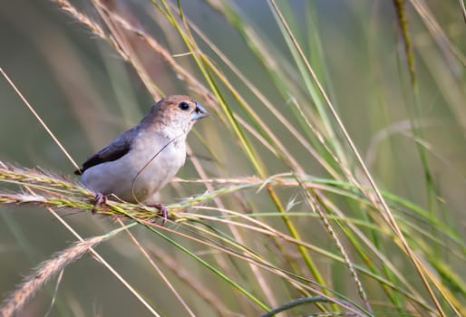The Indian silverbill or white-throated munia is a small passerine bird found in the Indian Subcontinent