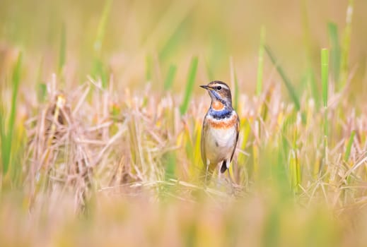 The bluethroat is a small passerine bird that was formerly classed as a member of the thrush family Turdidae.