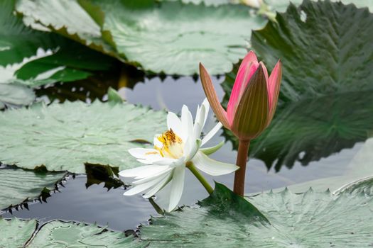 An image of a beautiful white water lily in the garden pond